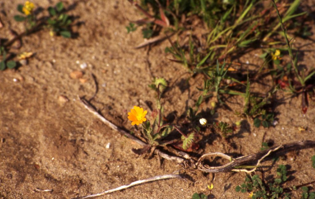 Pianta da determinare (58) - Calendula sp.